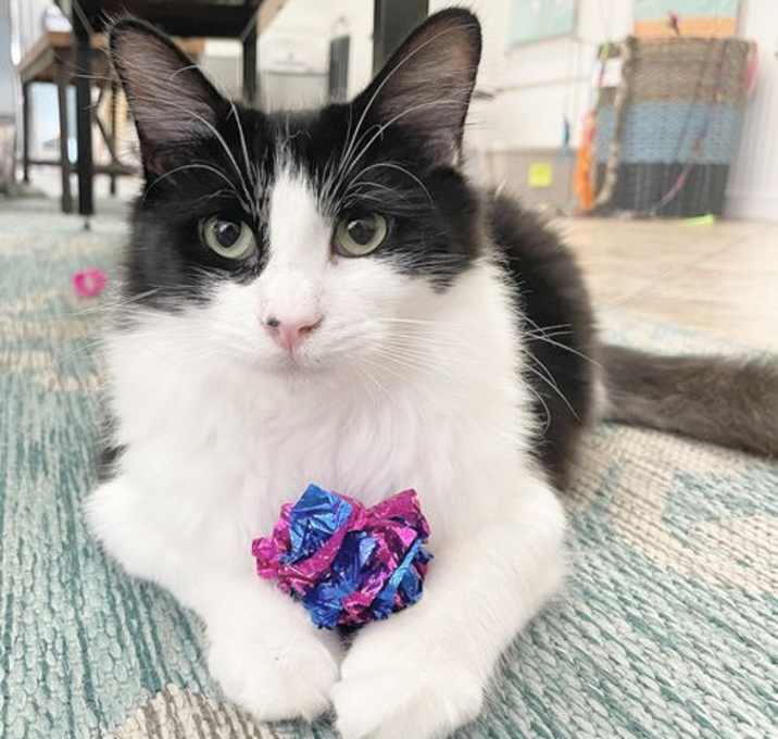 Photo of Gogo (bonded w/ New Girl)
