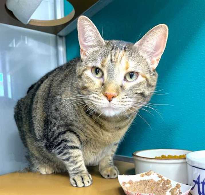 Photo of CALYPSO