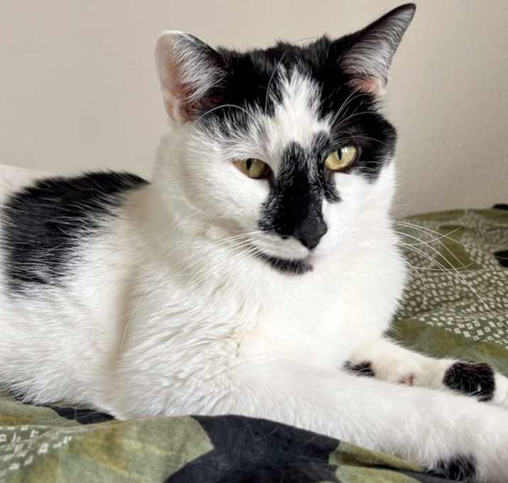 Photo of Milo