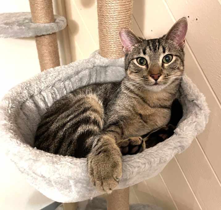 Photo of Benji