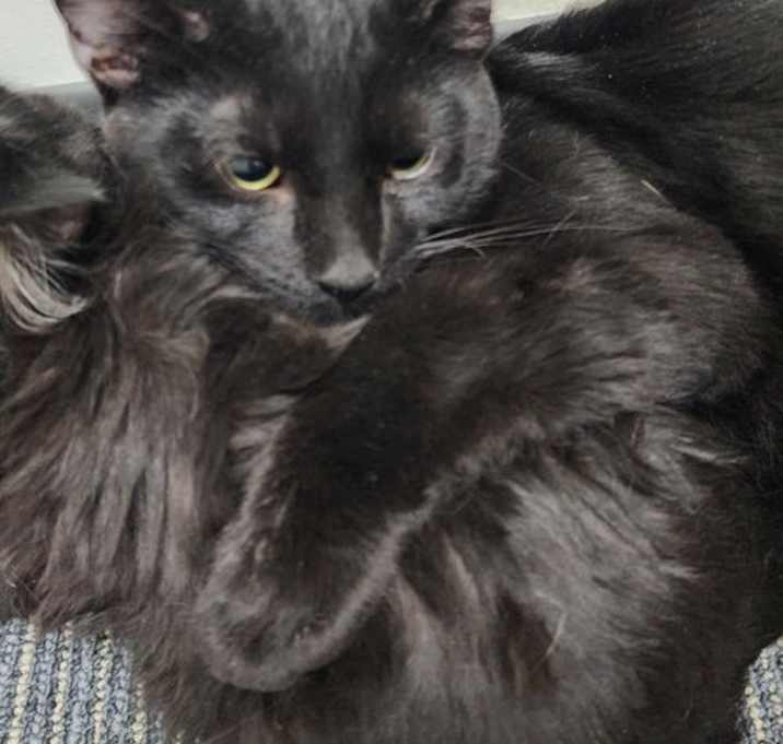 Photo of McFluffenstein and McDoodle bonded pair