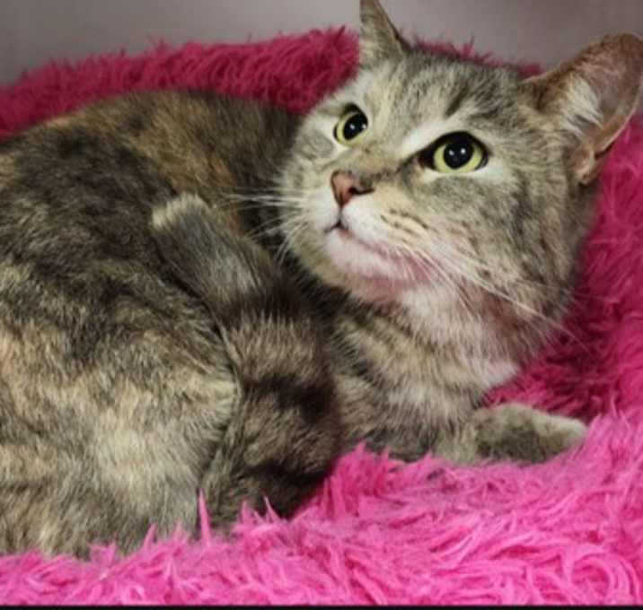 Photo of Cocoa paws and Fluffy paws bonded pair