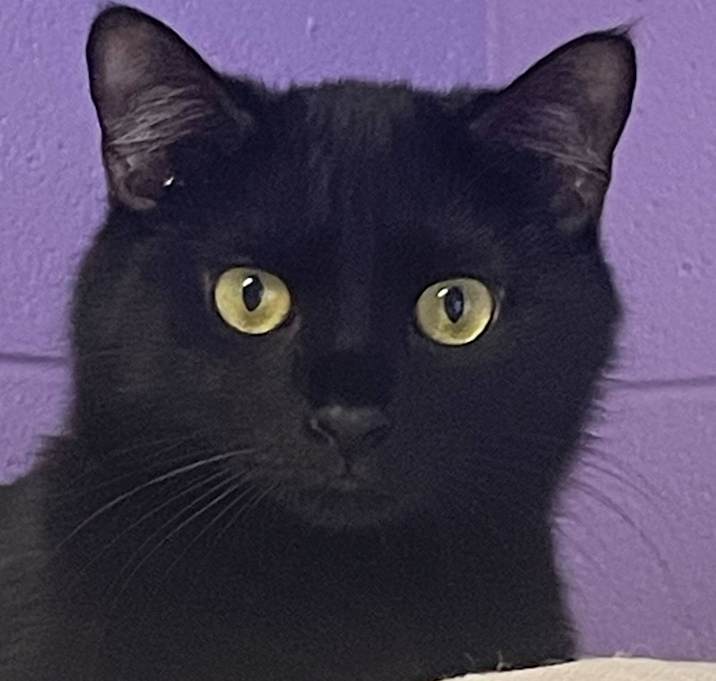 Photo of Octavian
