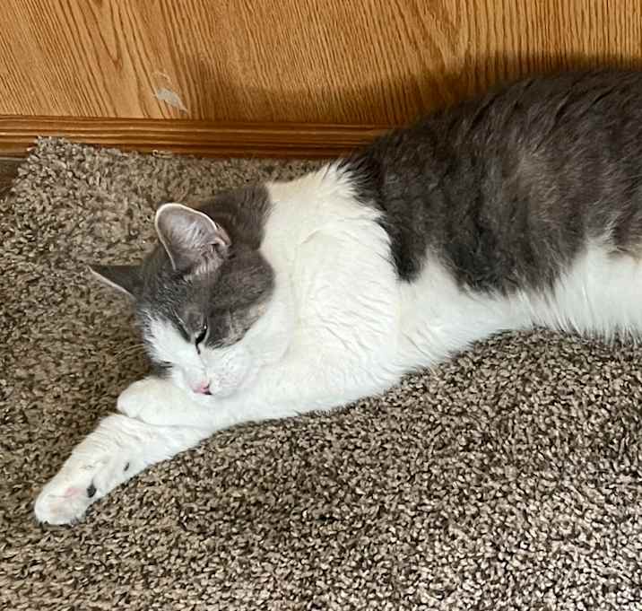 Photo of Whisper