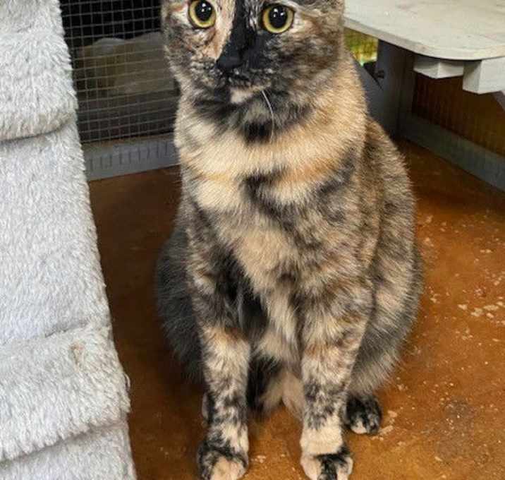 Photo of Cali