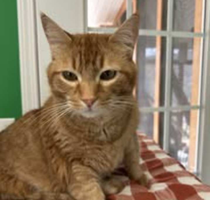 Photo of Apollo