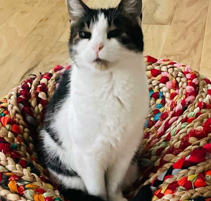 Photo of Muffin
