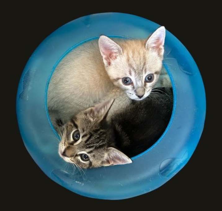 Photo of Salt & Pepper