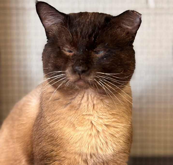 Photo of Meatball