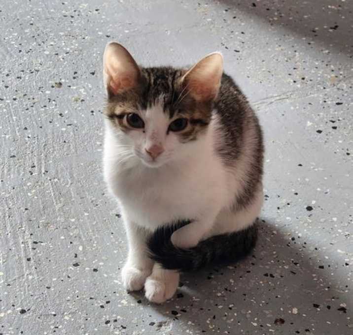 Photo of Thunder Goose