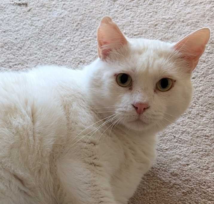 Photo of White