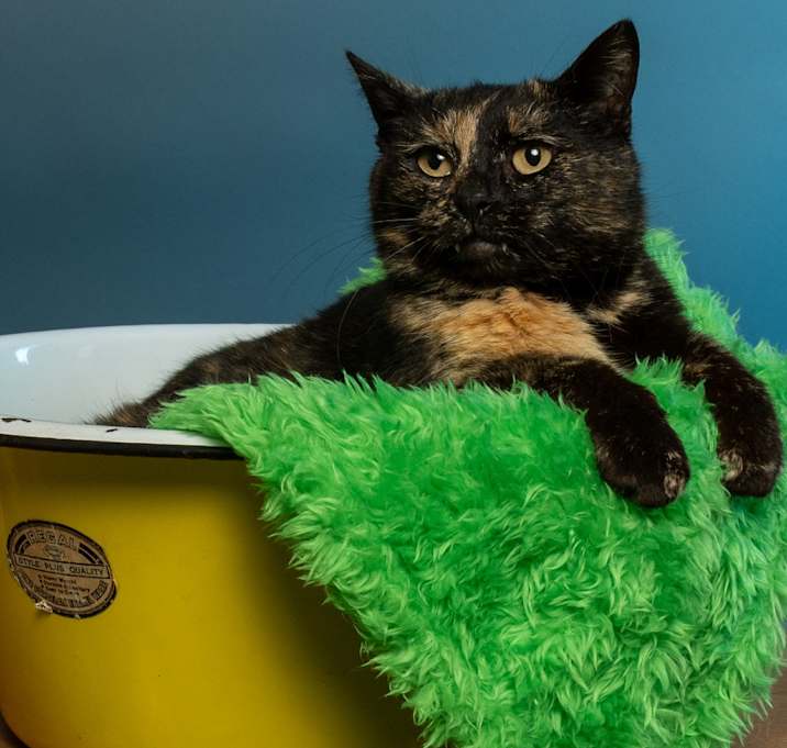 Photo of Shamrock