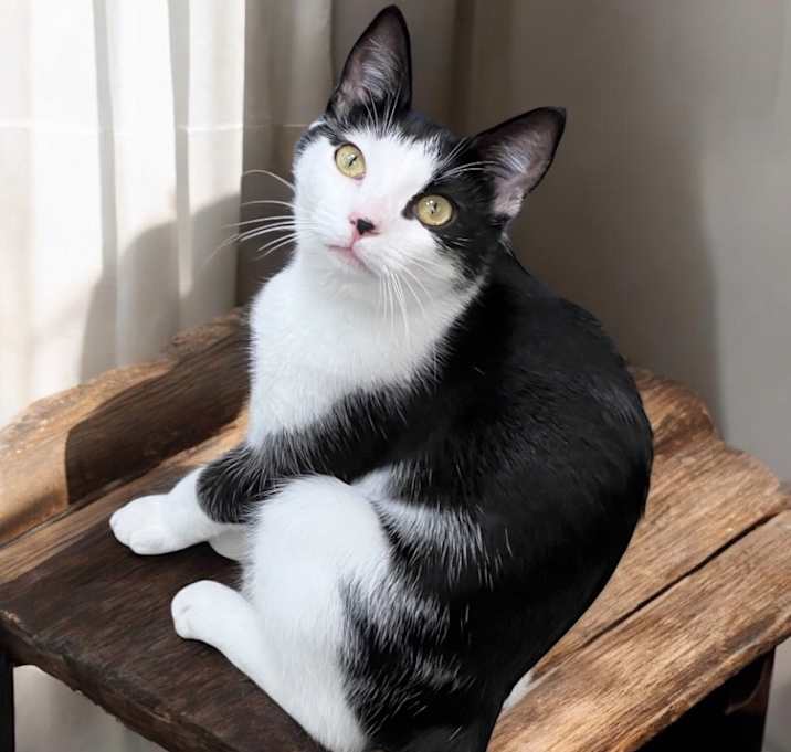 Photo of Dumpling