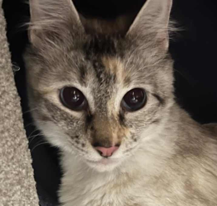 Photo of Nova