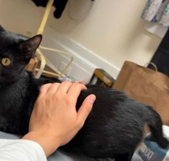 Photo of CHAR (bonded pair with my sister ASH)