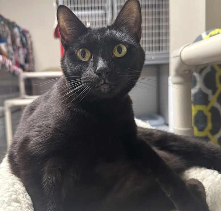Photo of Walnut
