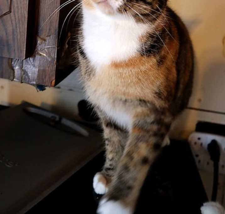 Photo of Calicos - Suzannah