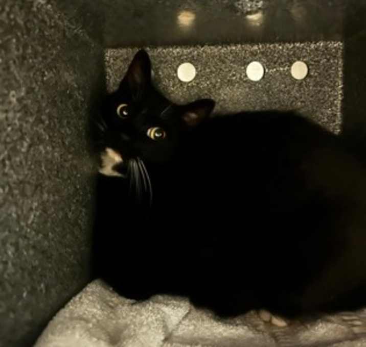 Photo of Molly  Rescue only