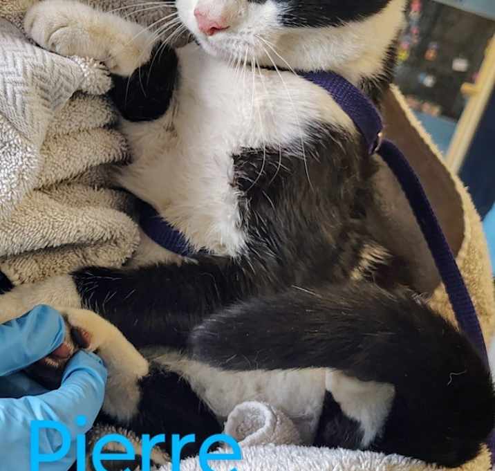 Photo of Pierre