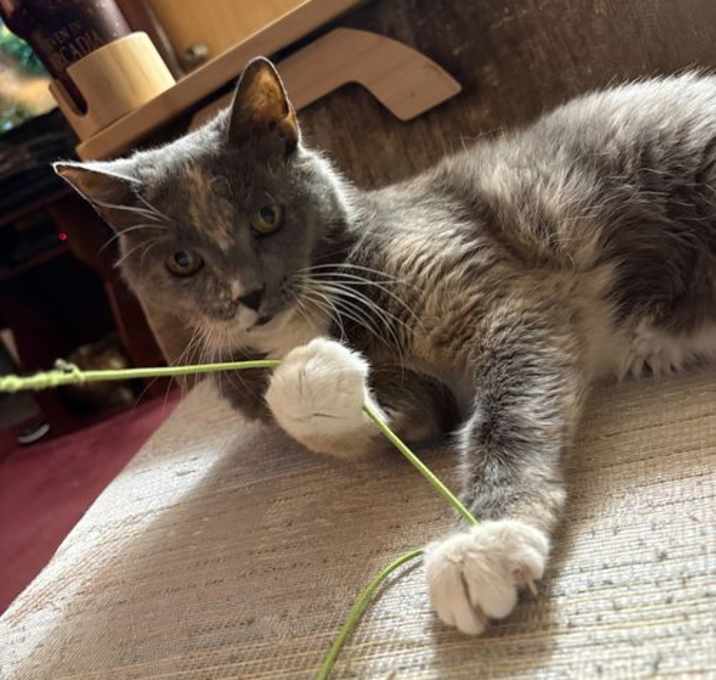 Photo of Adorable Miss Quartz