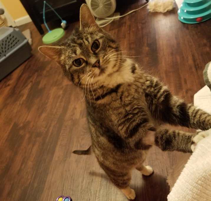 Photo of Boots (and Caesar)