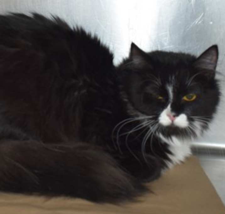Photo of 88496 Smokey