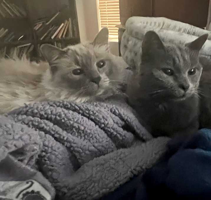 Photo of Luna and Church