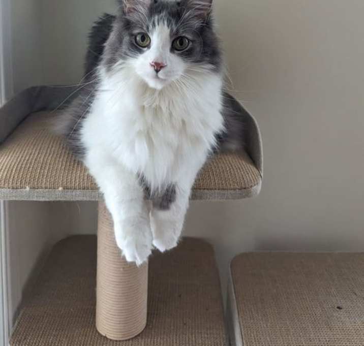 Photo of Louie