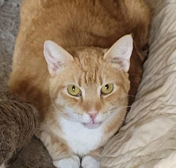 Photo of Cheerio
