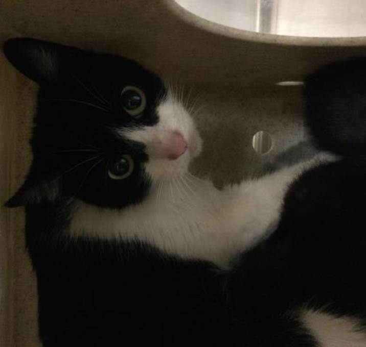 Photo of DANNI (MOTHER OF KITTENS)