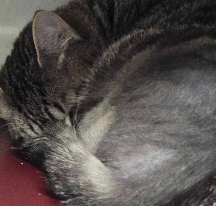 Photo of Dash