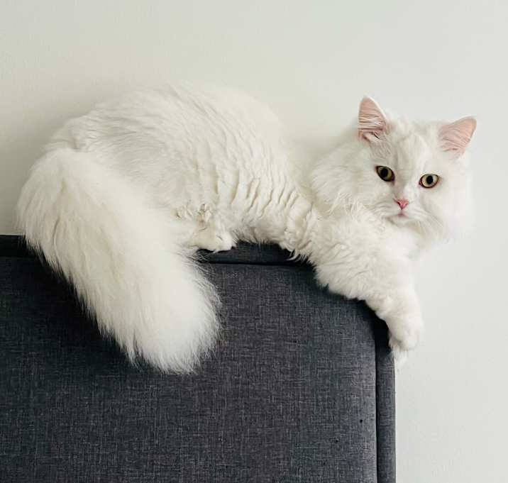 Photo of Luca