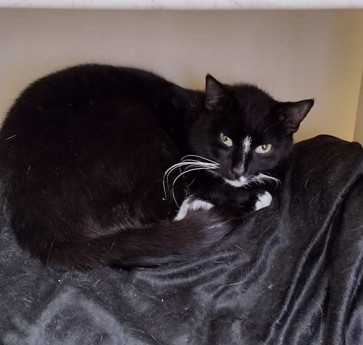 Photo of Oreo