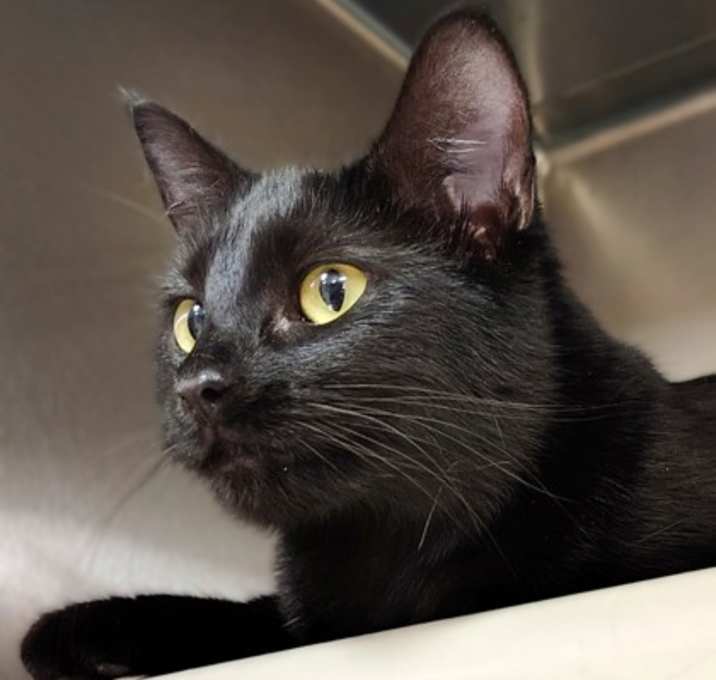 Photo of Luna