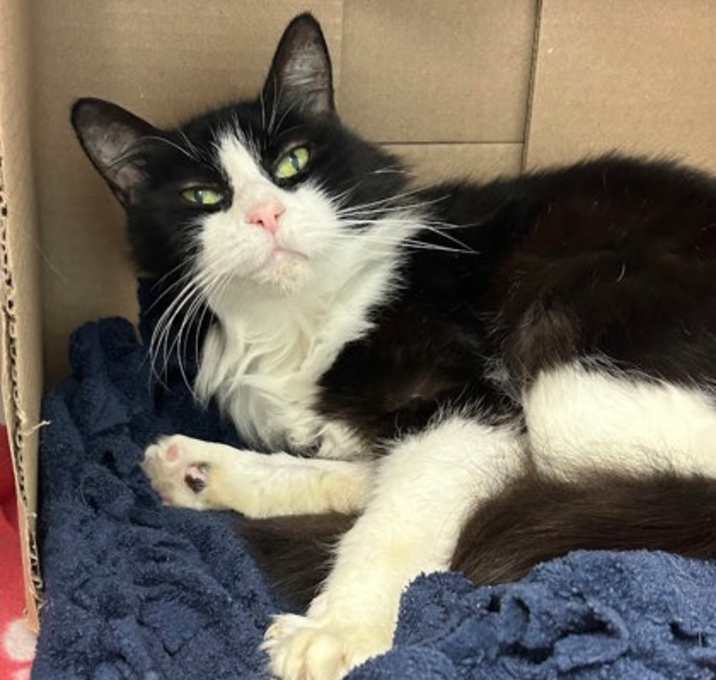 Photo of Wisp (Working Cat)