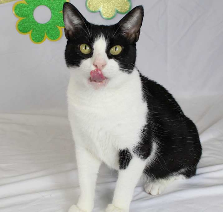 Photo of Kiwi