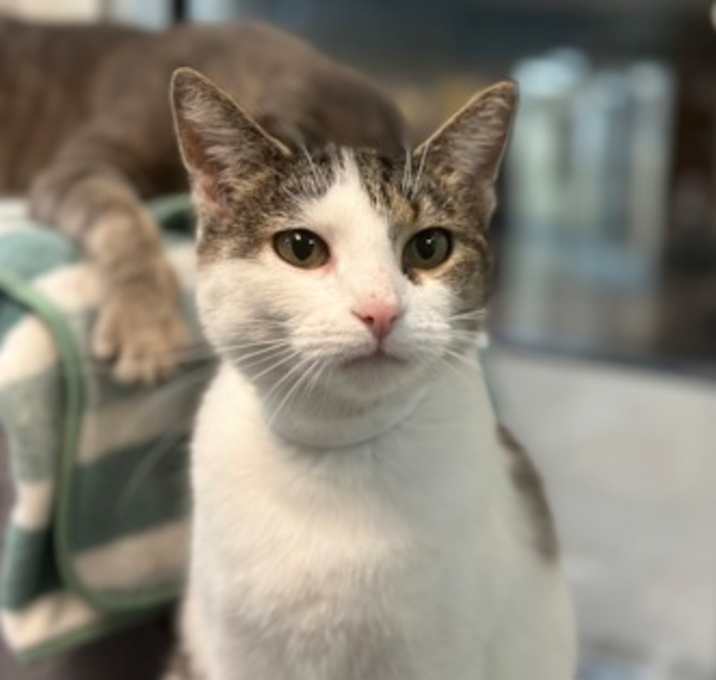 Photo of Tart