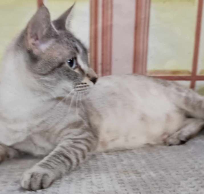 Photo of Willow beautiful Siamese