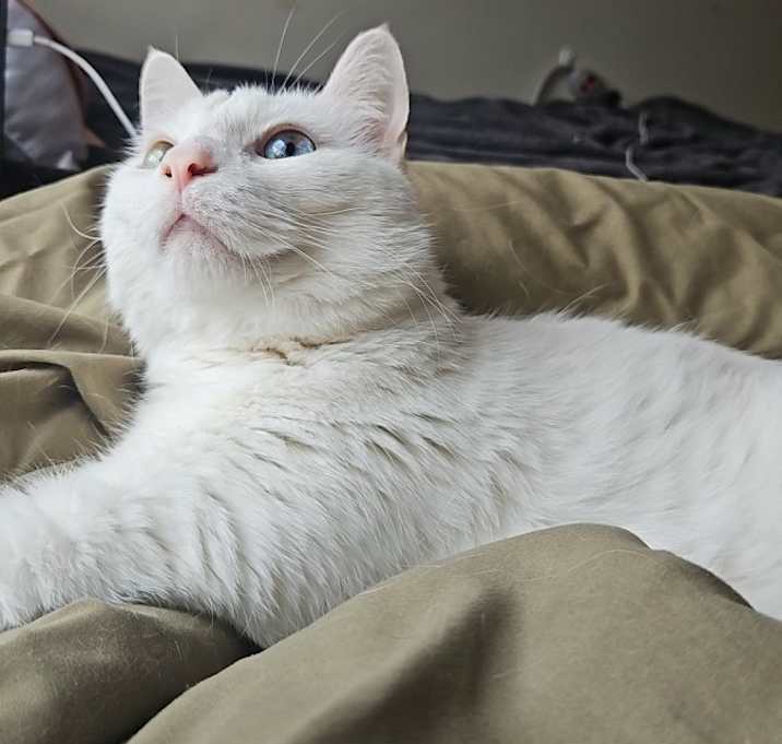Photo of Archer