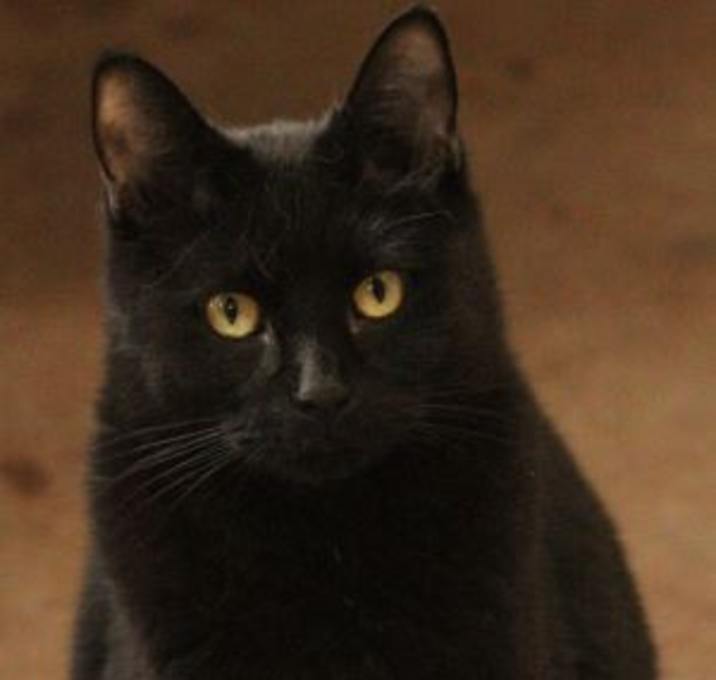 Photo of Binx