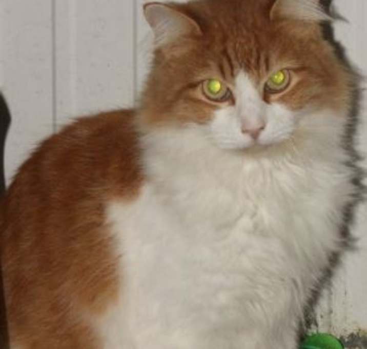 Photo of Leo