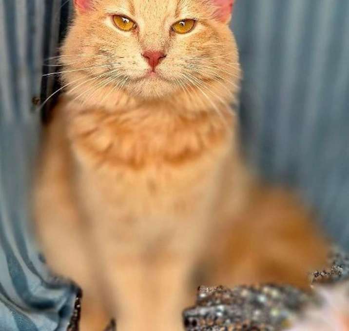 Photo of Fancy (Adoption pending)