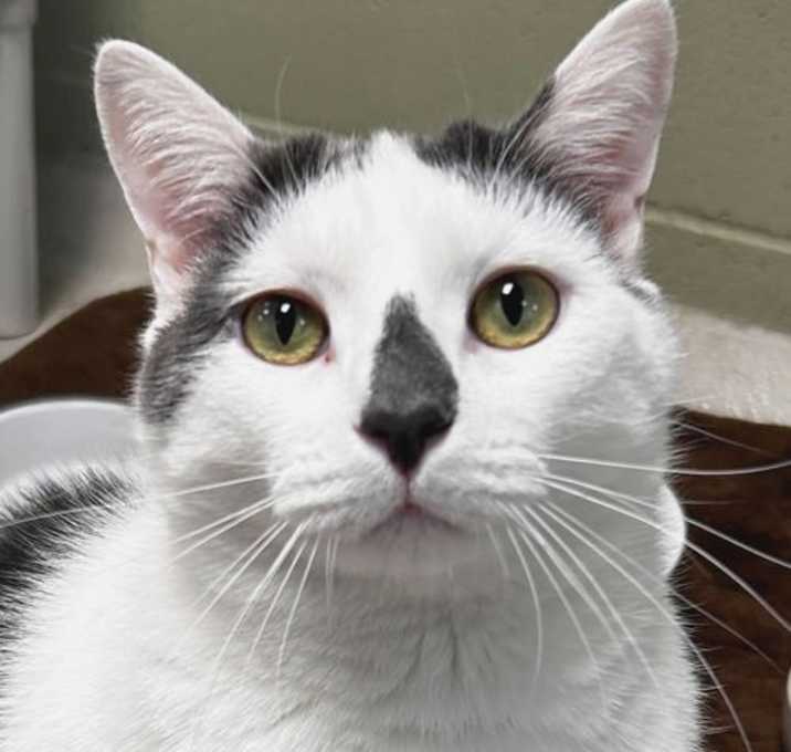 Photo of Gray - Adoption Fee Paid!