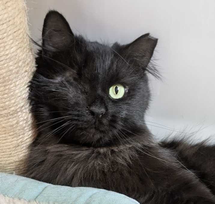 Photo of Zuri