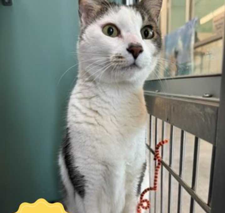 Photo of Baby Boy (in foster)
