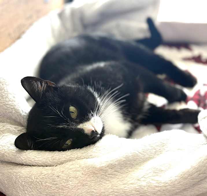 Photo of Gatsby