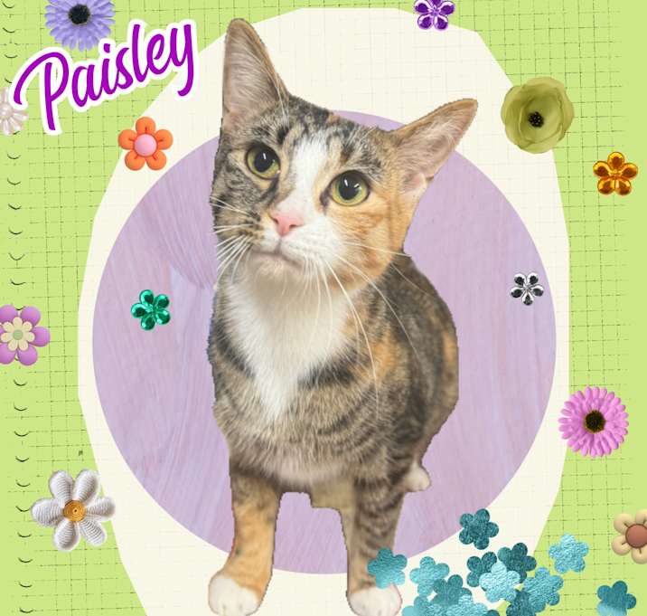 Photo of Paisley