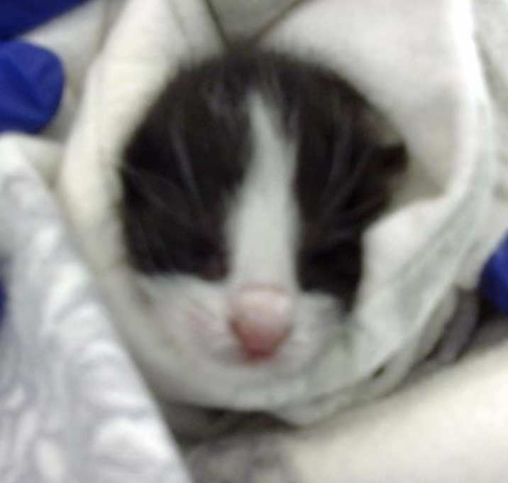 Photo of MICKEY