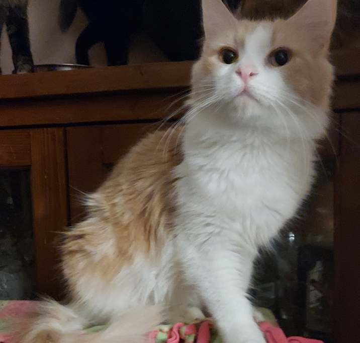 Photo of Captain