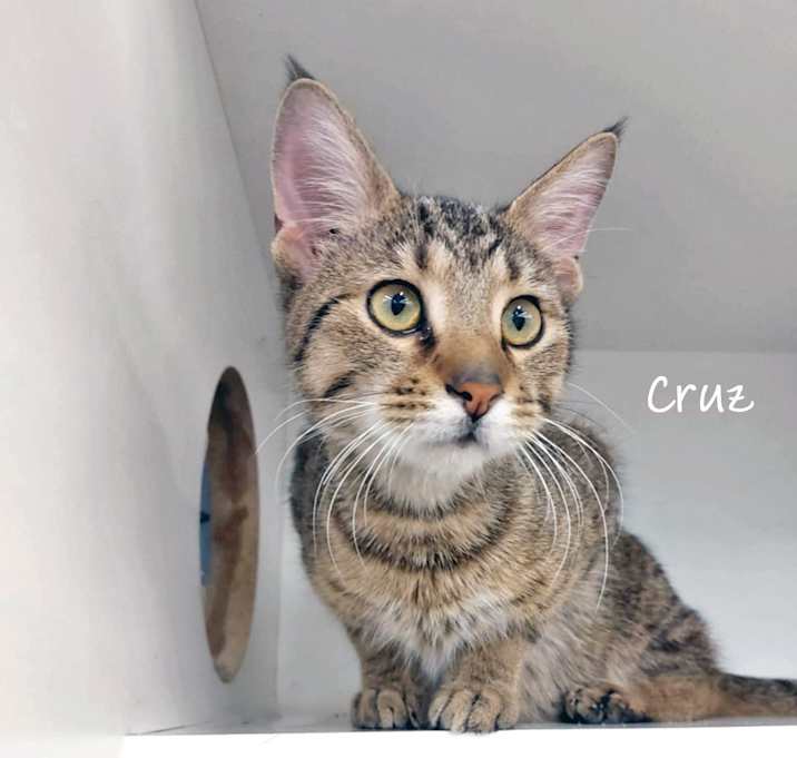 Photo of Cruz